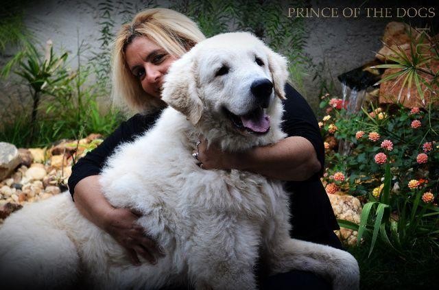 Foto 1 - Kuvasz um cão de guarda competente  lindo e fiel